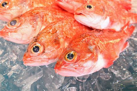 紅色魚種類|赤魚とは？代表的な種類の「アラスカメヌケ」につい。